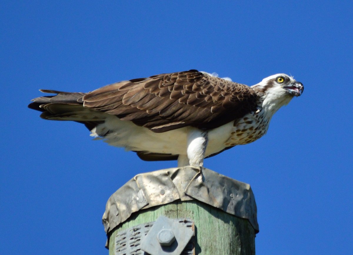 osprey bird sound